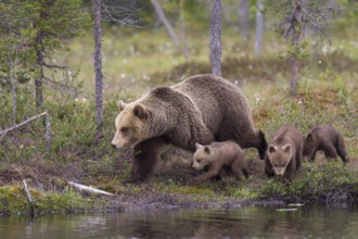 Eurasian Brown Bear (Ursus arctos) mother with cubs, Finland