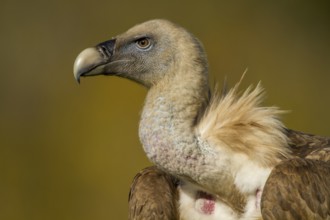 Griffon Vulture (Gyps fulvus), portrait, Castile and Leon, Spain