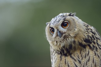 Eurasian Eagle-Owl (Bubo bubo) juvenile, North Rhine-Westphalia, Germany