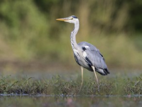 Grey Heron (Ardea cinerea), Mecklenburg-Western Pomerania, Germany