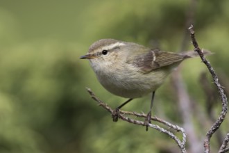 Humes Leaf Warbler - Tienschan-Laubsänger - Phyllsocopus humei ssp. humei, Kyrgyzstan