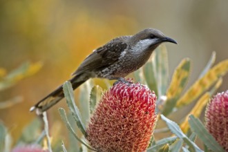 Western Wattlebird (Anthochaera lunulata), Western Australia, Australia