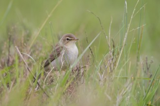 Booted Warbler - Buschspötter - Iduna caligata, Kazakhstan