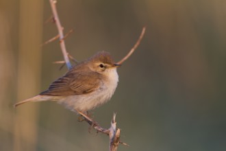 Booted Warbler - Buschspötter - Iduna caligata, Kazakhstan