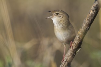 Common Grasshopper Warbler - Feldschwirl - Locustella naevia ssp. mongolicus, Kazakhstan