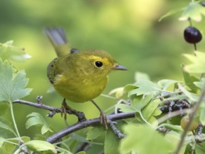 A female Wilson's Warbler, Wilsonia pusilla, perched on a blackcurrant bush in Saskatoon,