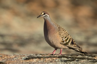 Common Bronzewing (Phaps chalcoptera) male perched on the ground, South Australia, Australia