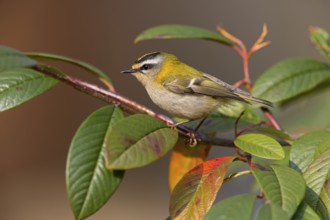 Sommergoldhähnchen, Firecrest, Regulus ignicapillus, Roitelet à triple bandeau, Roitelet