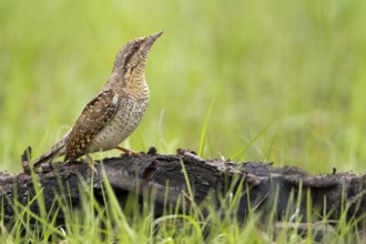 Eurasian Wryneck (Jynx torquilla), Saxony-Anhalt, Germany