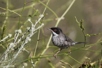 Cyprus Warbler (Sylvia melanothorax) male, Cyprus