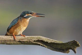 Common Kingfisher (Alcedo atthis) female, Saxony-Anhalt, Germany