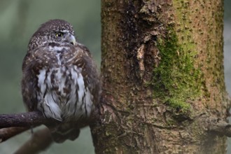 Eurasian Pygmy Owl (Glaucidium passerinum) captive, perched on a branch, Bavaria, Germany