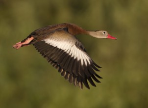 Black-bellied Whistling Duck (Dendrocygna autumnalis) flying, Florida, USA
