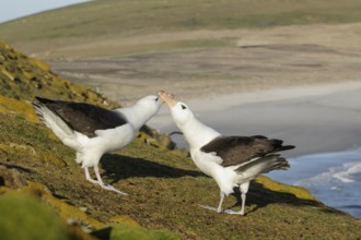 Black-browed Albatross (Thalassarche melanophris) pair at a nesting colony, Falkland Islands