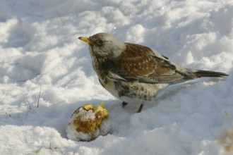 Fieldfare (Turdus pilaris) feeding on an apple in snow, Mecklenburg-Western Pomerania, Germany