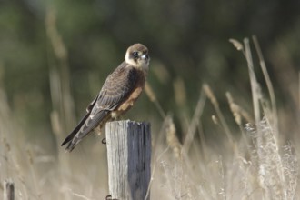 Australian Hobby (Falco longipennis) juvenile perched on a pale, Victoria, Australia