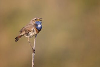 Bluethroat (Luscinia svecica cyanecula) male singing from a twig, Texel, Netherlands
