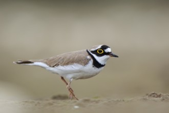 Little Ringed Plover (Charadrius dubius) male, North Rhine-Westphalia, Germany