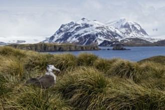 Wandering Albatross (Diomedea exulans) perched on tussock grass on South Georgia Island
