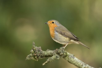 Roodborst zittend op tak in de zon, robin sitting on pearch in the sun