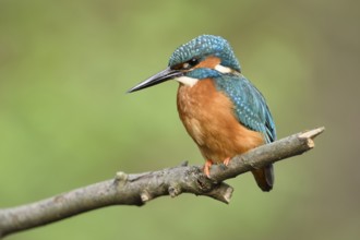Common Kingfisher (Alcedo atthis) male perched on a branch, North Rhine-Westphalia, Germany