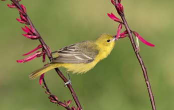 Orchard Oriole (Icterus spurius) perched on a branch, Texas, USA