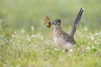 Greater Roadrunner (Geococcyx californianus) with moth prey in its beak, Texas, USA