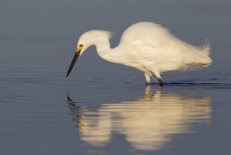 Snowy Egret (Egretta thula), Florida, USA