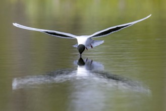 Hunting little gull (Hydrocoloeus minutus, Larus minutus) adult in summer plumage in flight picking