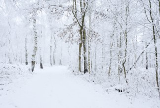 Path through a snow-covered deciduous forest, North Rhine-Westphalia, Germany