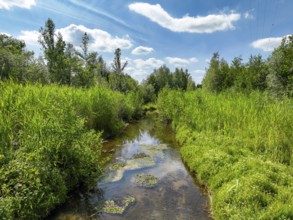 Bottrop, North Rhine-Westphalia, Germany - Renaturalised Boye, the tributary of the Emscher, was