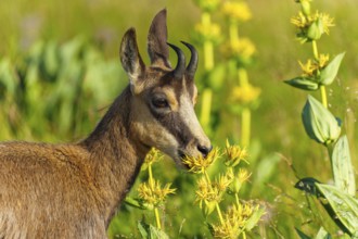 Chamois on a green meadow, looking curiously at the yellow flowers. Natural environment with vivid