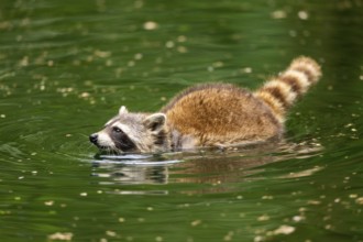 Common raccoon (Procyon lotor) swimming in a little lake, Bavaria, Germany