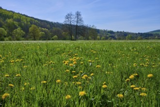 Meadow with yellow dandelions under a blue sky, surrounded by wooded hills, spring, Burgsinn,