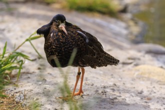 Bird standing on an earthy surface close to the water, ruff (Calidris pugnax, Syn.: Philomachus