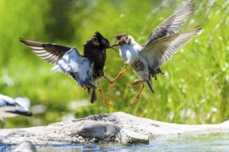 Two birds fighting in the air, their wings spread in a dynamic scene, ruff (Calidris pugnax, syn.: