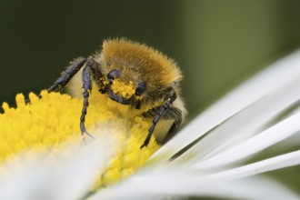 A Bee beetle (Trichius gallicus) on the yellow centre of a daisy flower, covered with pollen,