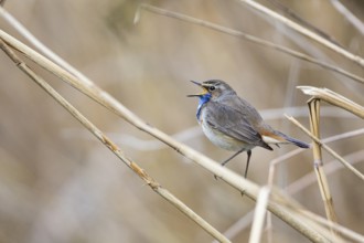Bluethroat (Luscinia svecica cyanecula) ml Germany