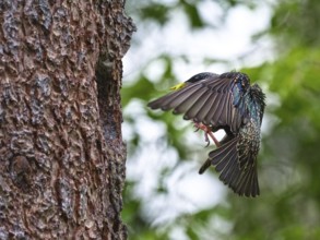 Starling approaching nesting box with food in its beak