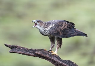 Bonelli's eagle (Aquila fasciata) calling on a branch, Andalusia, Spain