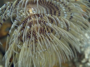 Detailed close-up of a screw table (Sabella spallanzanii) in the water in the Mediterranean Sea