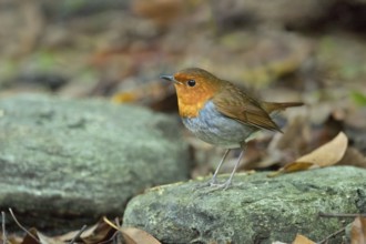 Japanese Robin (Larvivora akahige) female perched on a stone on the ground, Miyakejima, Japan