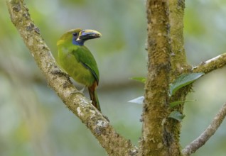Emerald Toucanet (Aulacorhynchus prasinus) at San Gerrardo de Dota, Costa Rica