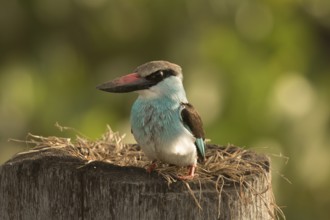 Blue-breasted Kingfisher (Halcyon malimbica), Gambia