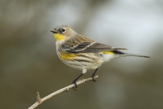Audubon's Yellow-rumped Warbler (Setophaga coronata) Sacramento County California