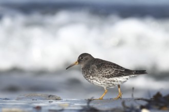 Purple Sandpiper (Calidris maritima), Schleswig-Holstein, Germany