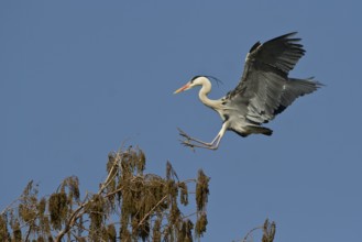 Grey Heron (Ardea cinerea) flying, Baden-Wuerttemberg, Germany