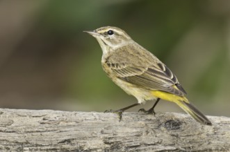 Alm Warbler (Setophaga palmarum hypochrysea), Florida, USA