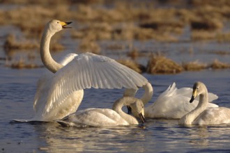 Whooper Swan (Cygnus cygnus), Vaestergoetland, Sweden