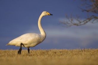Whooper Swan (Cygnus cygnus), Vaestergoetland, Sweden